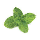 Atmos Lab aroma Mint